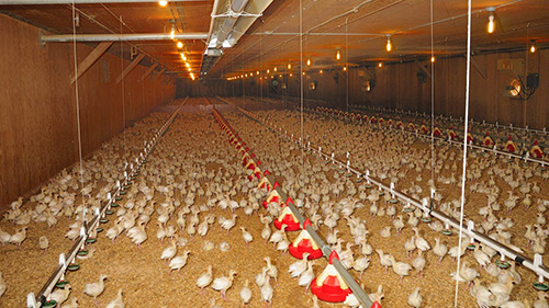کاربرد سیستم گرمایشی تابشی در مرغداری ها